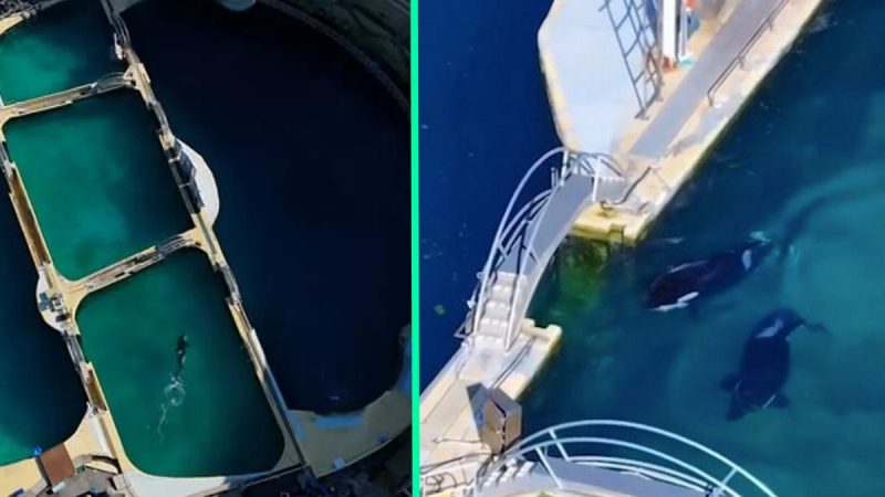 Two Orcas Trapped in Rotting Theme Park for 5 Months Face Death as Rescue Pleas Go Ignored