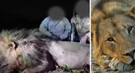 ‘Beloved’ Lion Lured from Reserve & Shot Dead by Trophy Hunter in Chilling $46K Kill