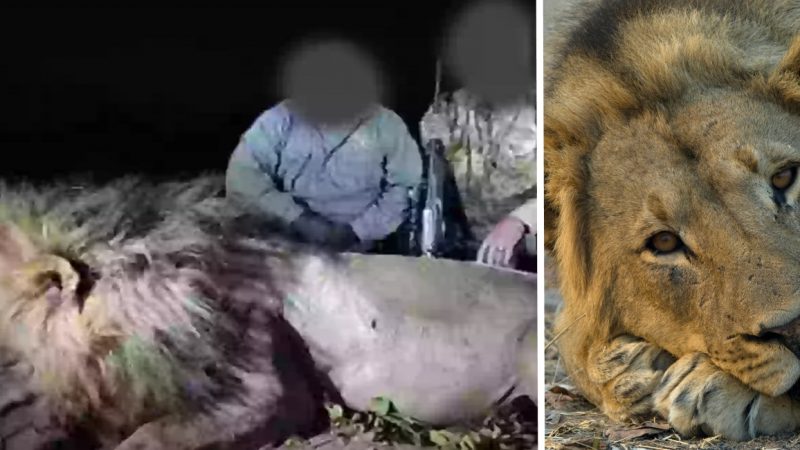 ‘Beloved’ Lion Lured from Reserve & Shot Dead by Trophy Hunter in Chilling $46K Kill