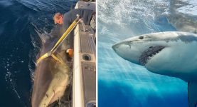 Scientists issue chilling warning as biggest great white shark ever recorded in Atlantic heads to tourist hotspot