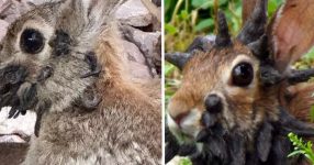Experts Sound Alarm as Mutated ‘Frankenstein’ Rabbits With Tentacle-Like Growths Spread Across US Wildlife