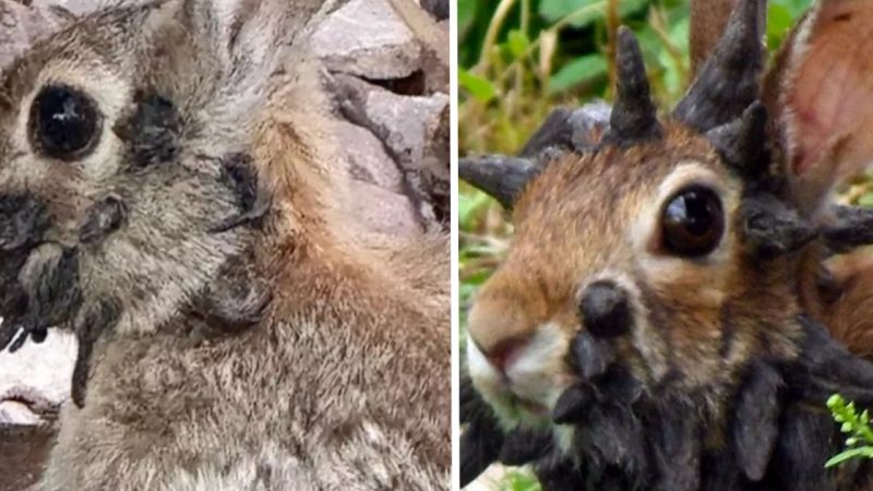 Experts Sound Alarm as Mutated ‘Frankenstein’ Rabbits With Tentacle-Like Growths Spread Across US Wildlife