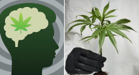 Scientists Issue Urgent Health Warning as New Study Reveals Cannabis Potency Is Climbing to Dangerous Levels