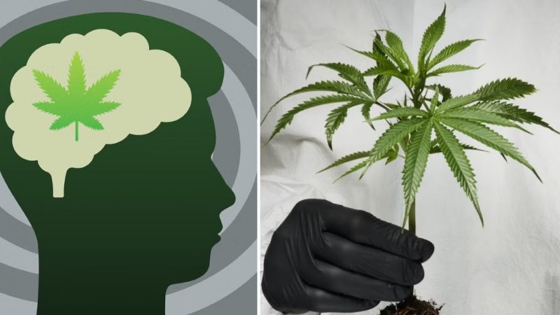Scientists Issue Urgent Health Warning as New Study Reveals Cannabis Potency Is Climbing to Dangerous Levels