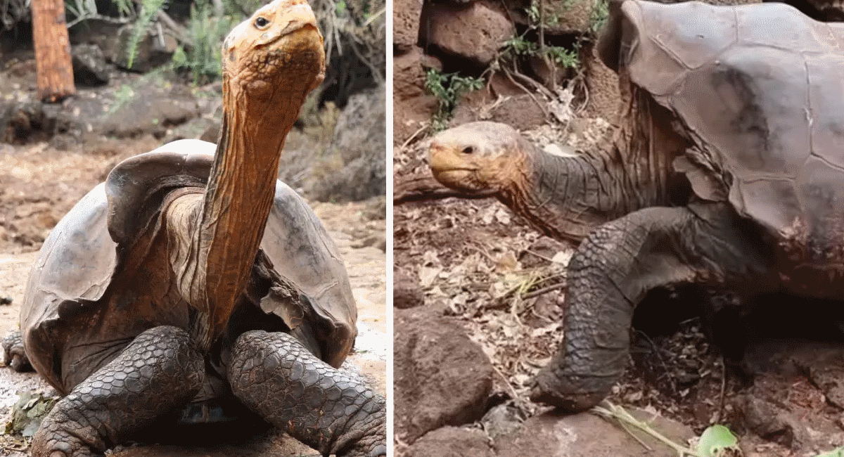 Sex Addict Tortoise Retires at 130 After Saving His Species — Fathering More Than 800 Offspring
