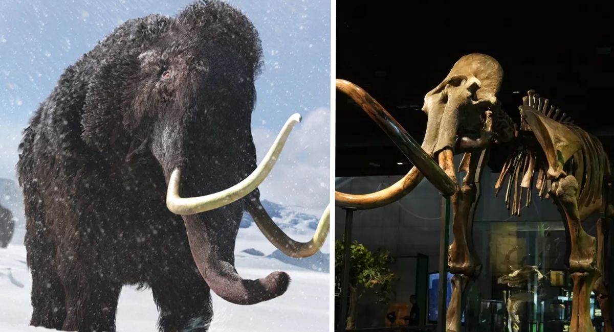 Woolly Mammoths Could Soon Walk the Earth Again After Scientists Announce Stunning Breakthrough Discovery