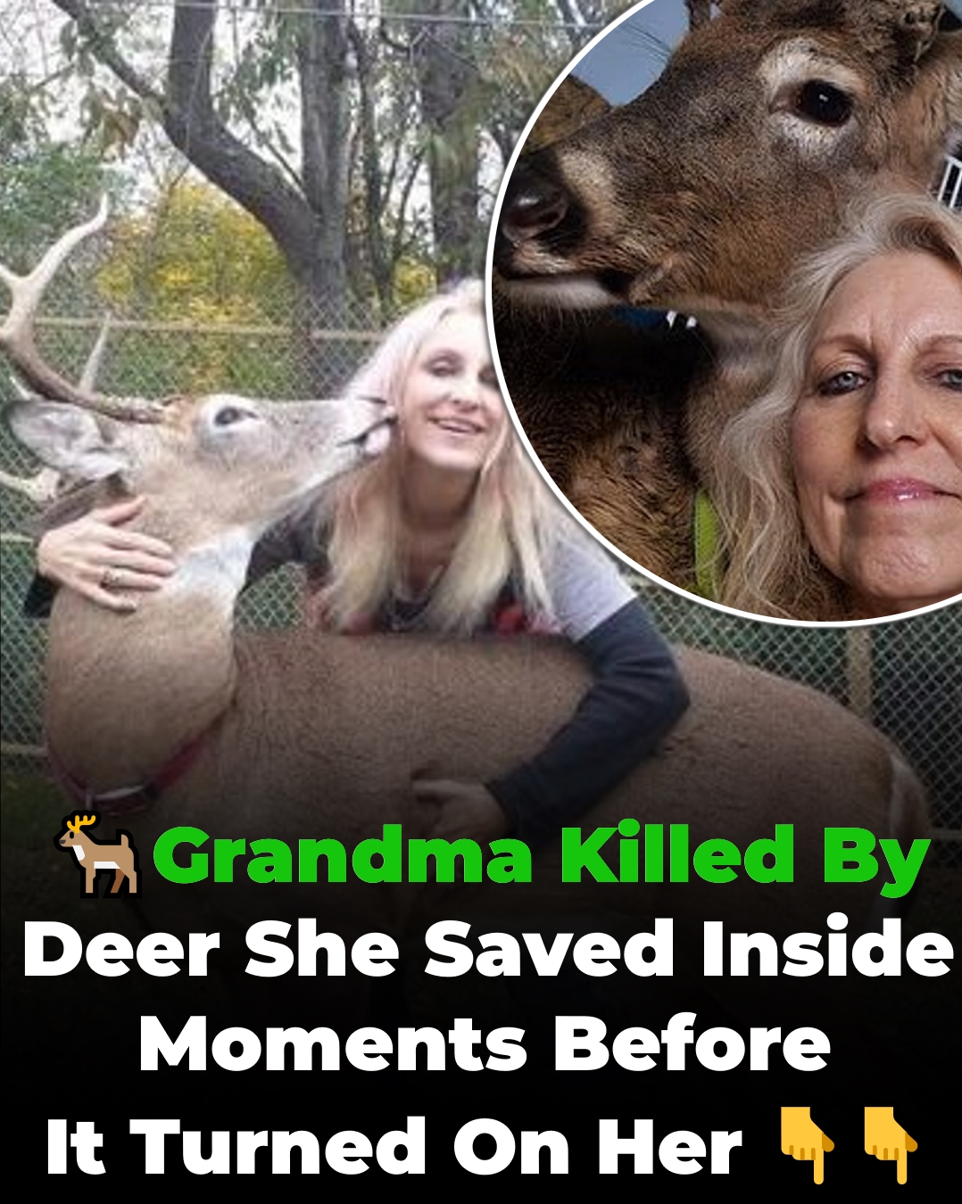 Grandma Mauled to Death by Deer She Rescued — Police Confirm Animal Was Euthanized After Horrific Attack